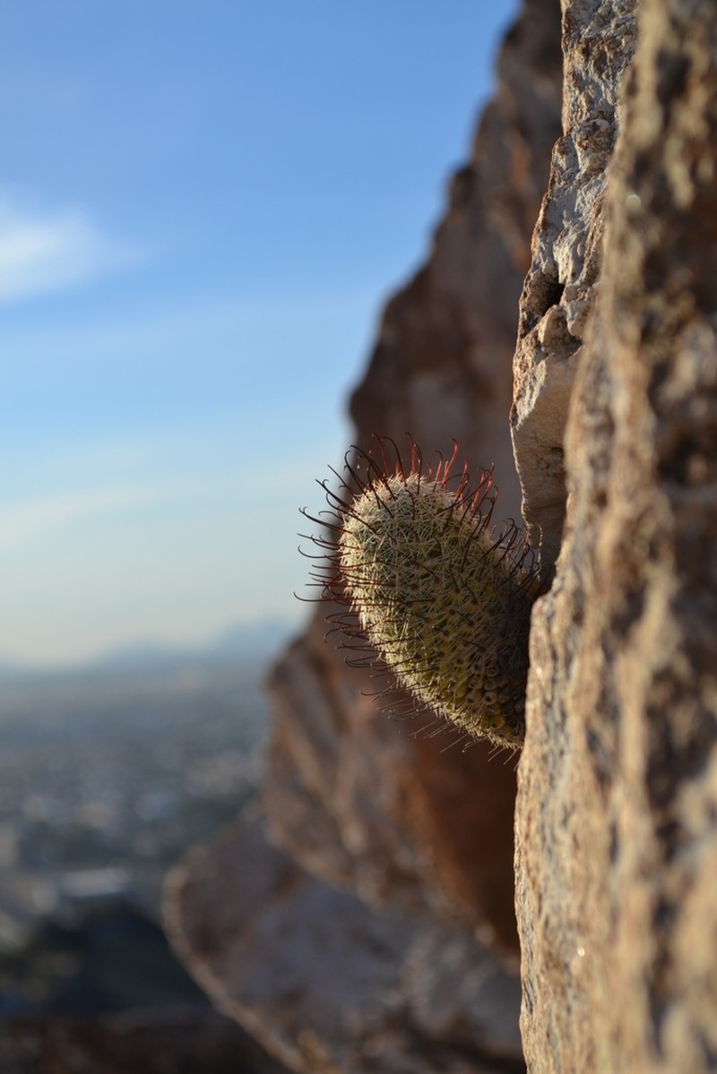 Graham's Nipple Cactus photo 7