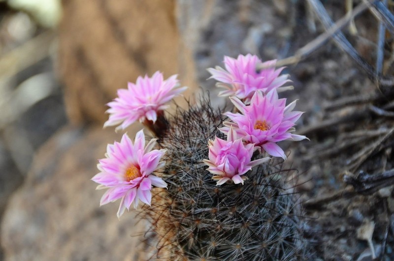 Graham's Nipple Cactus photo 8