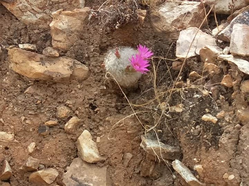 Cochemiea guelzowiana
