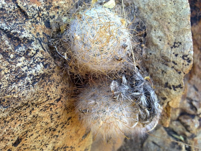Cochemiea guelzowiana photo 2