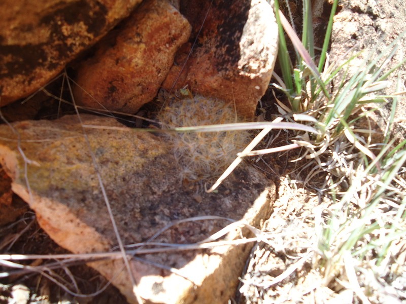 Cochemiea guelzowiana photo 5