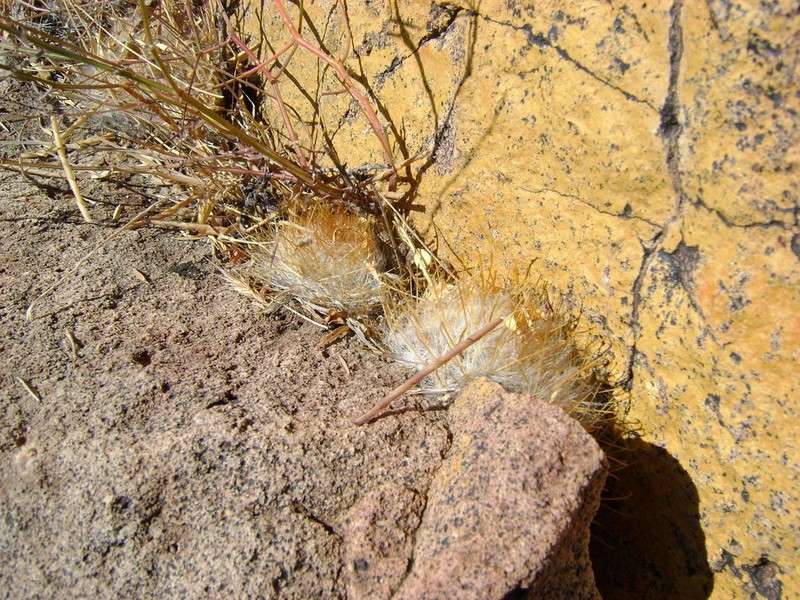 Cochemiea guelzowiana photo 7