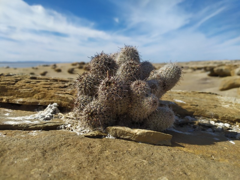 Cochemiea hutchisoniana