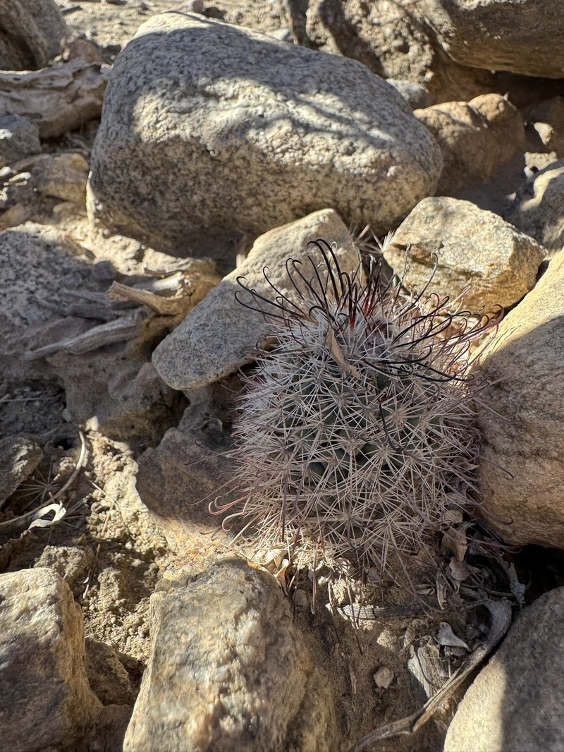 Cochemiea hutchisoniana subsp. hutchisoniana