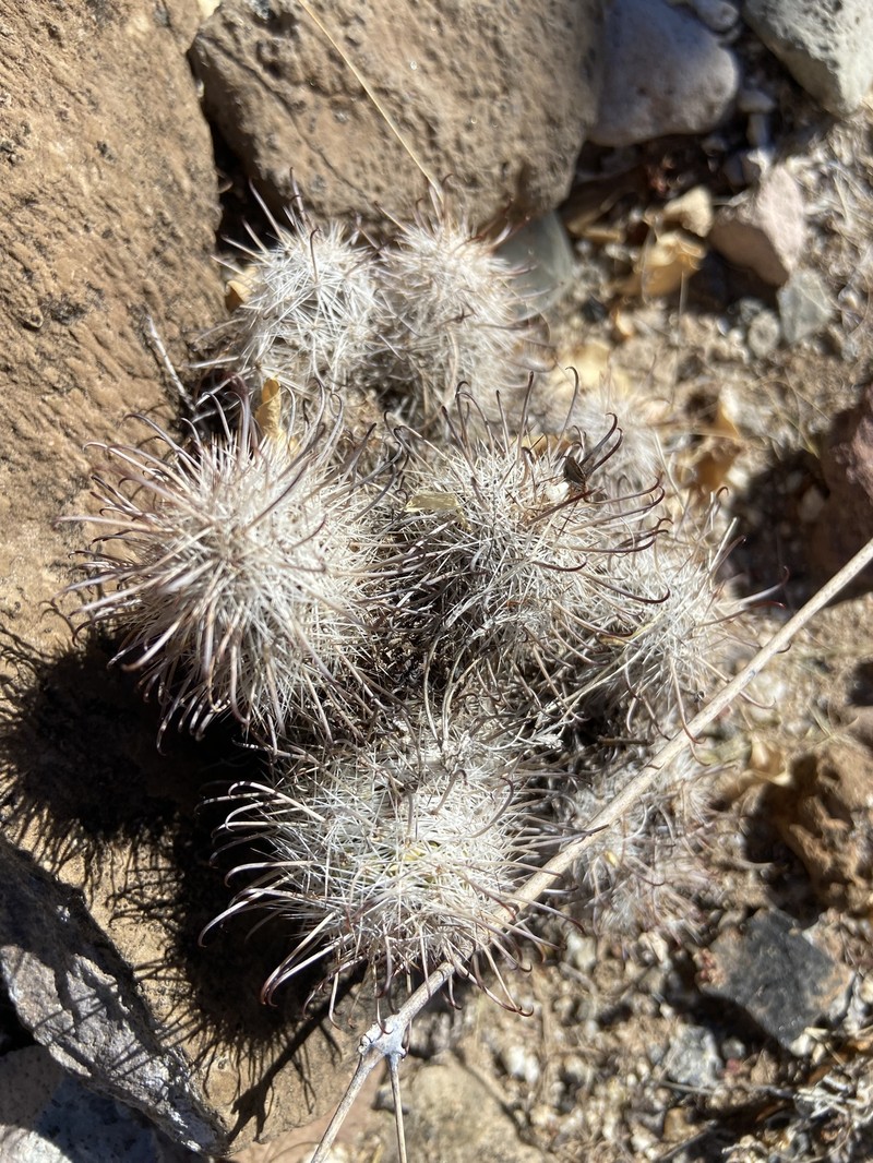 Cochemiea hutchisoniana subsp. hutchisoniana photo 3