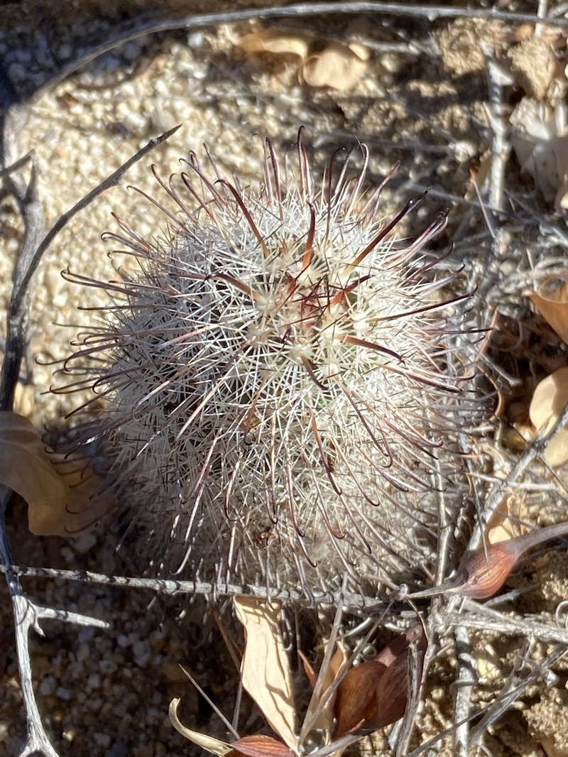Cochemiea hutchisoniana subsp. hutchisoniana photo 4