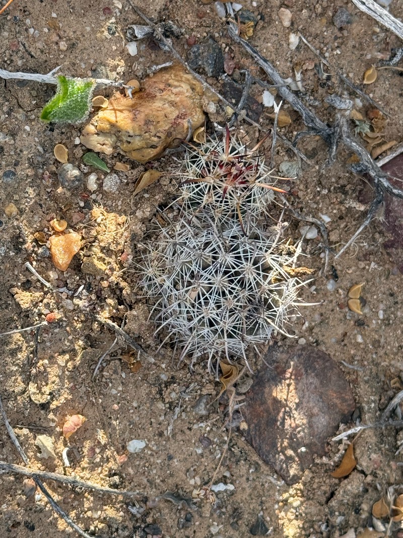 Cochemiea hutchisoniana subsp. louisae photo 4