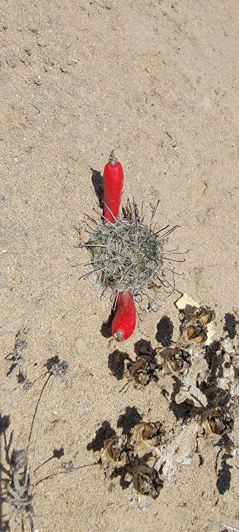 Cochemiea hutchisoniana subsp. louisae photo 5