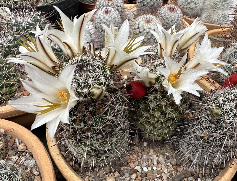 Cochemiea hutchisoniana subsp. louisae