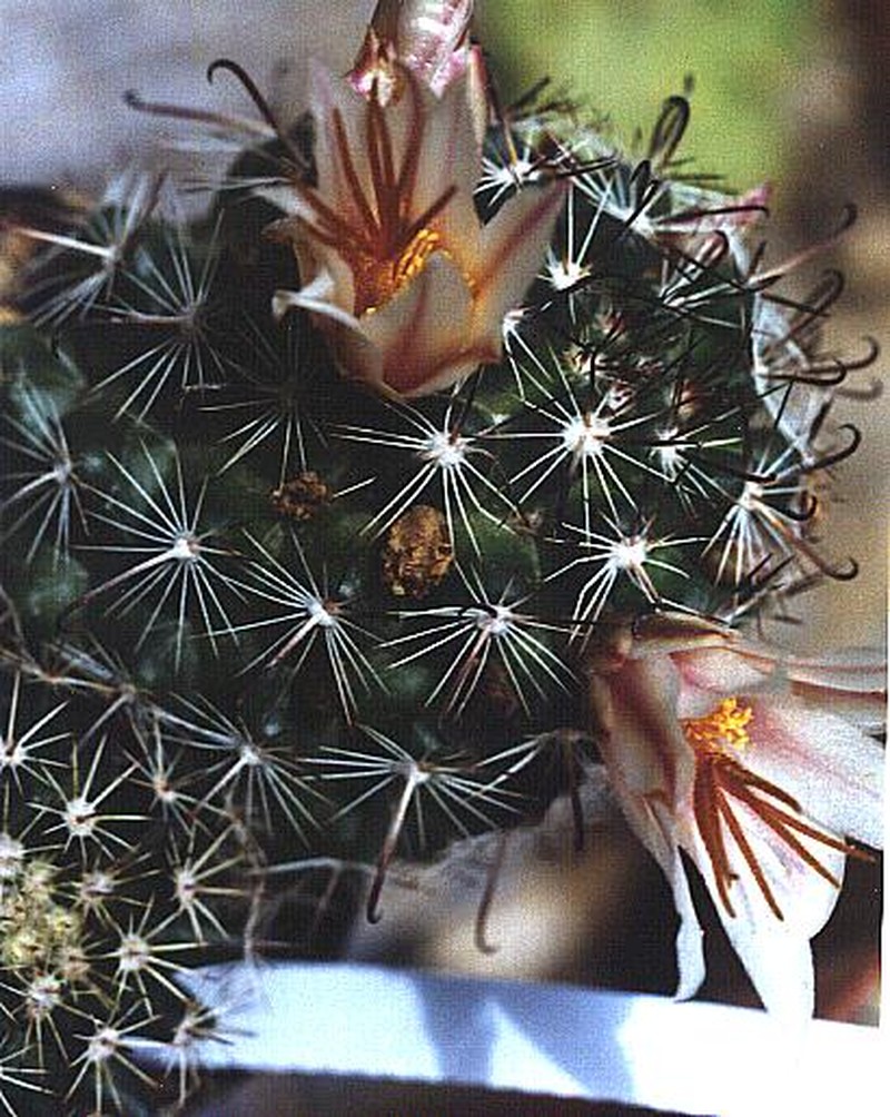 Cochemiea hutchisoniana subsp. louisae photo 6