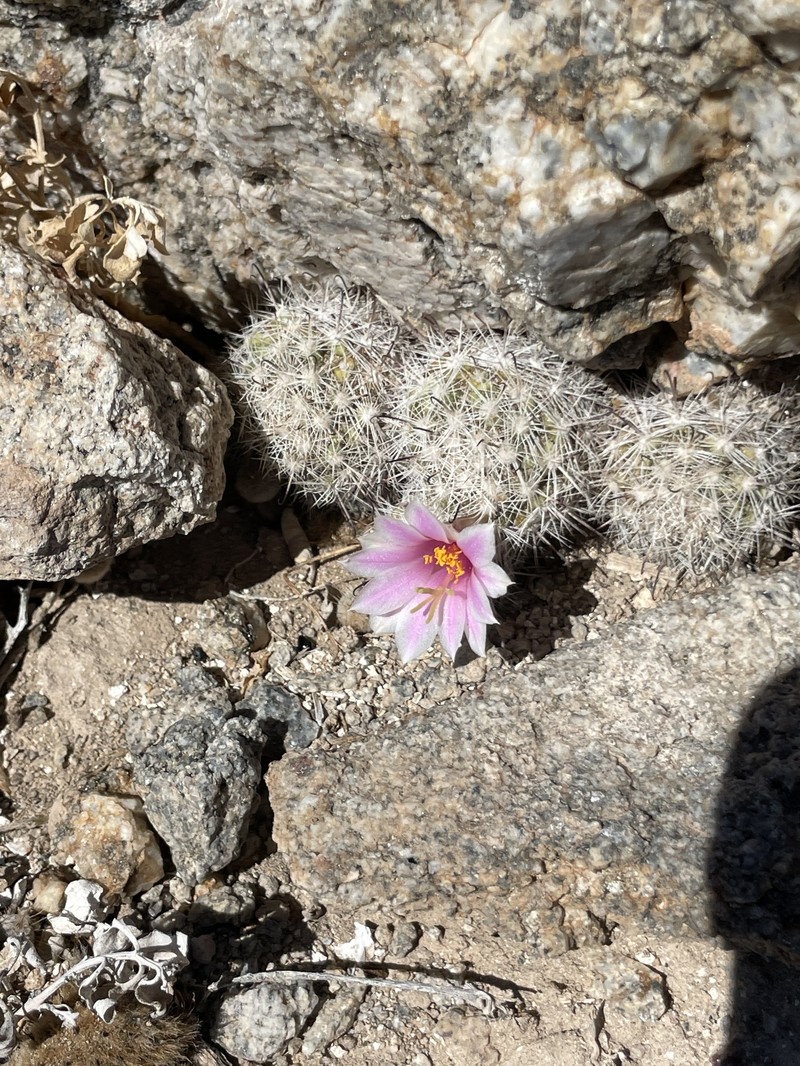 Cochemiea insularis photo 2