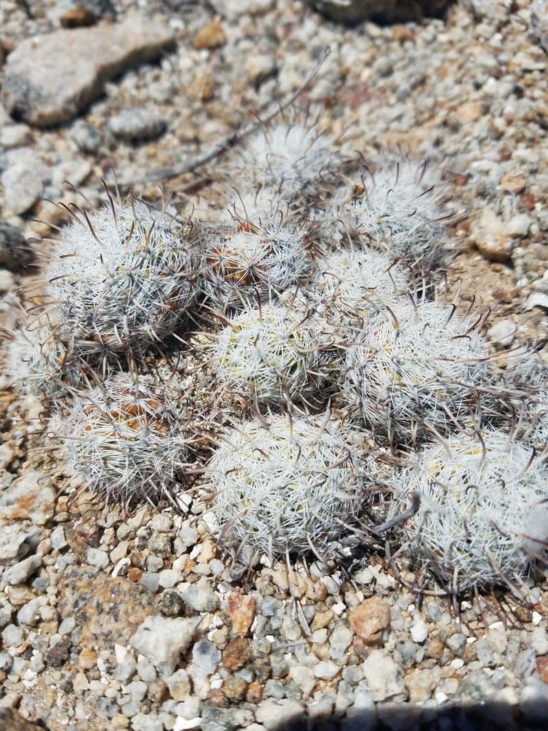 Cochemiea insularis photo 5