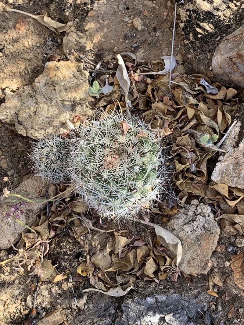 Cochemiea insularis photo 6