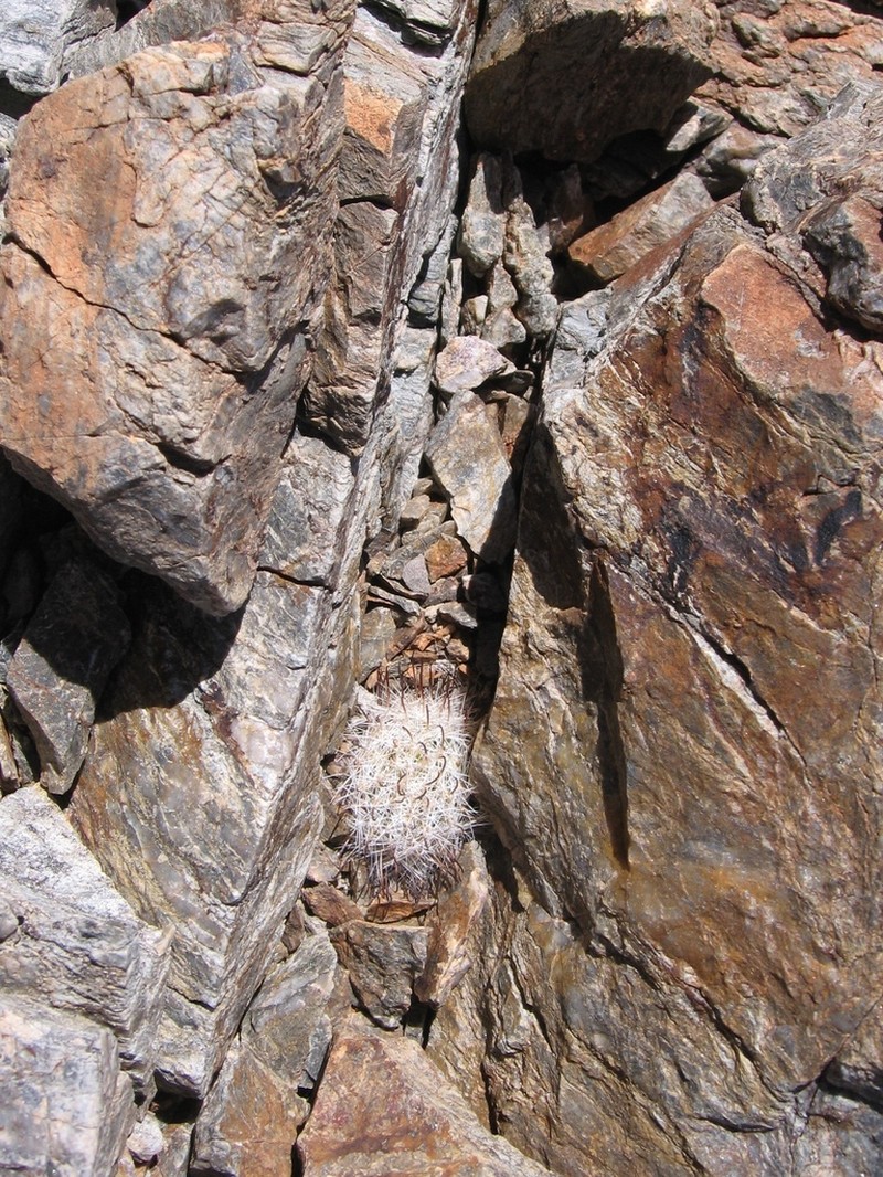 Cochemiea insularis photo 7