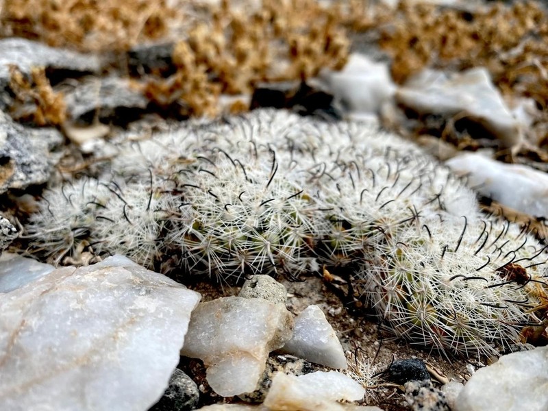 Cochemiea insularis photo 8