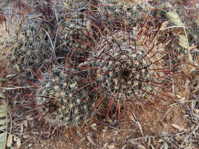 Counterclockwise Nipple Cactus