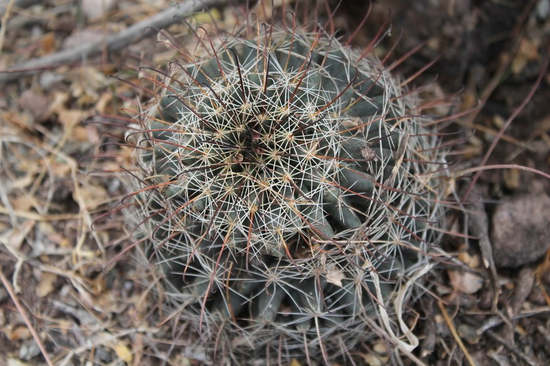 Counterclockwise Nipple Cactus photo 2