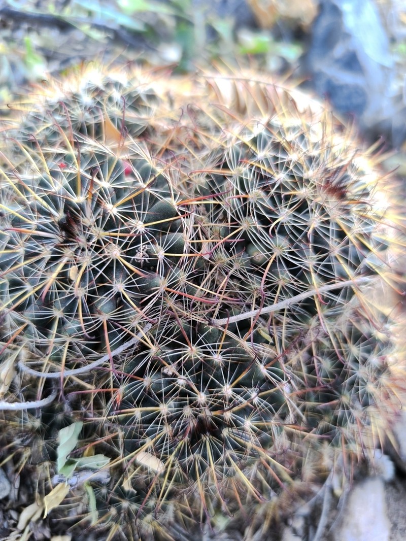 Counterclockwise Nipple Cactus photo 3