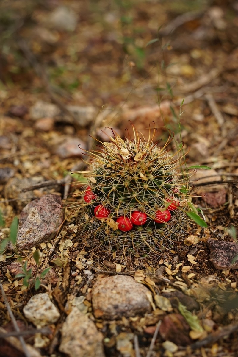 Counterclockwise Nipple Cactus photo 4