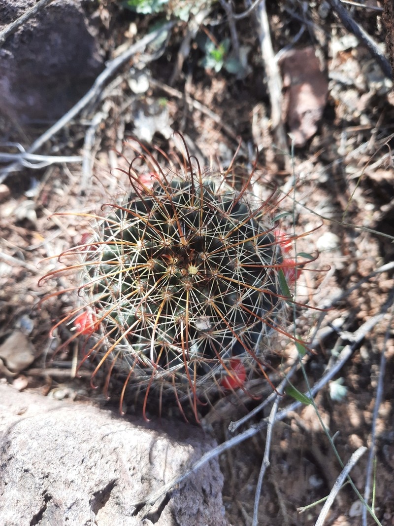 Counterclockwise Nipple Cactus photo 5