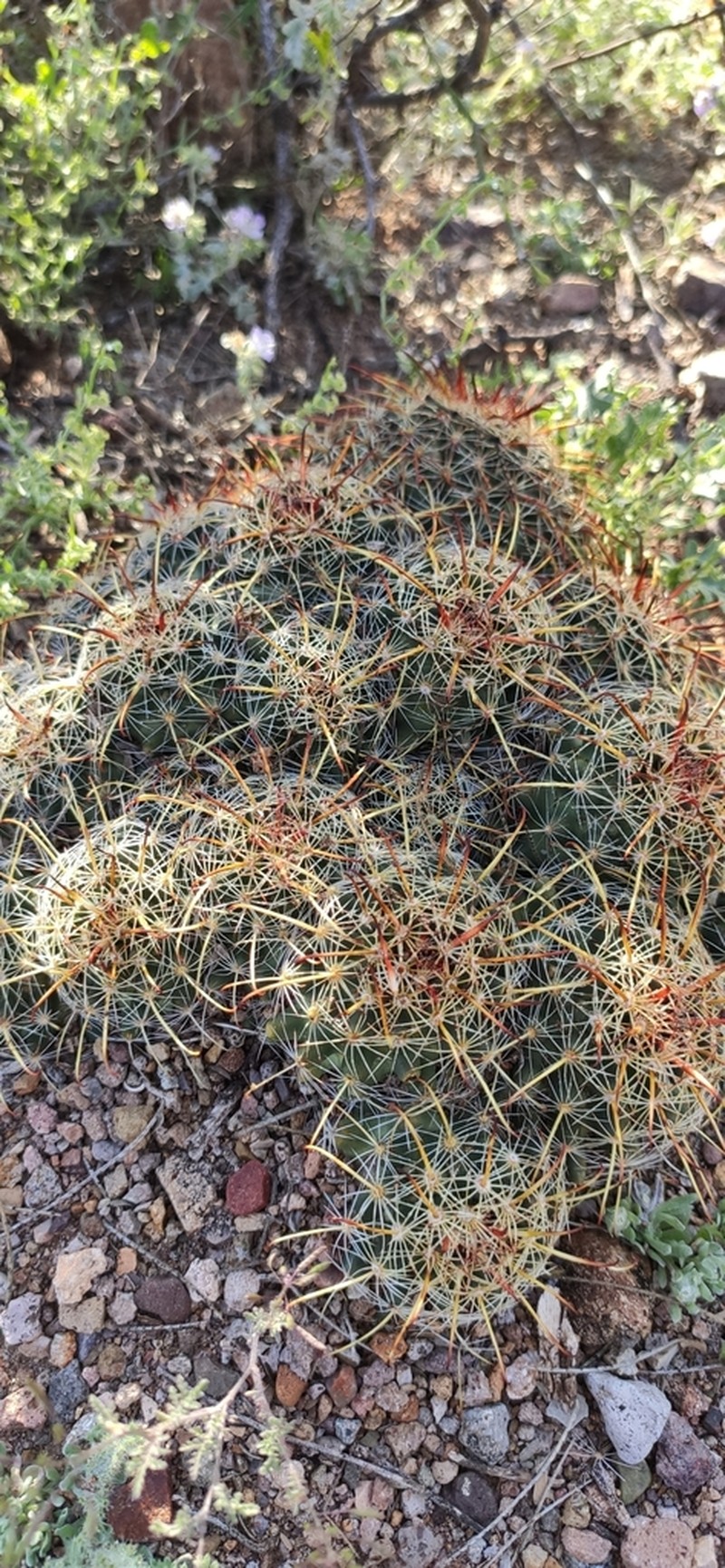 Counterclockwise Nipple Cactus photo 6