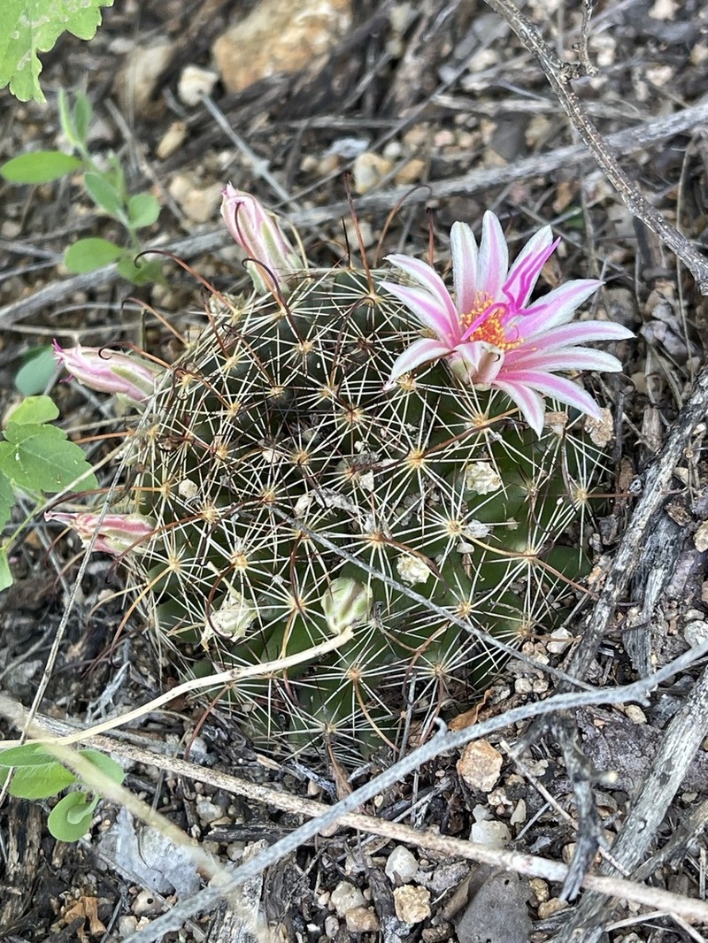 Counterclockwise Nipple Cactus photo 7