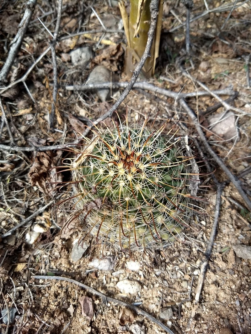 Counterclockwise Nipple Cactus photo 8