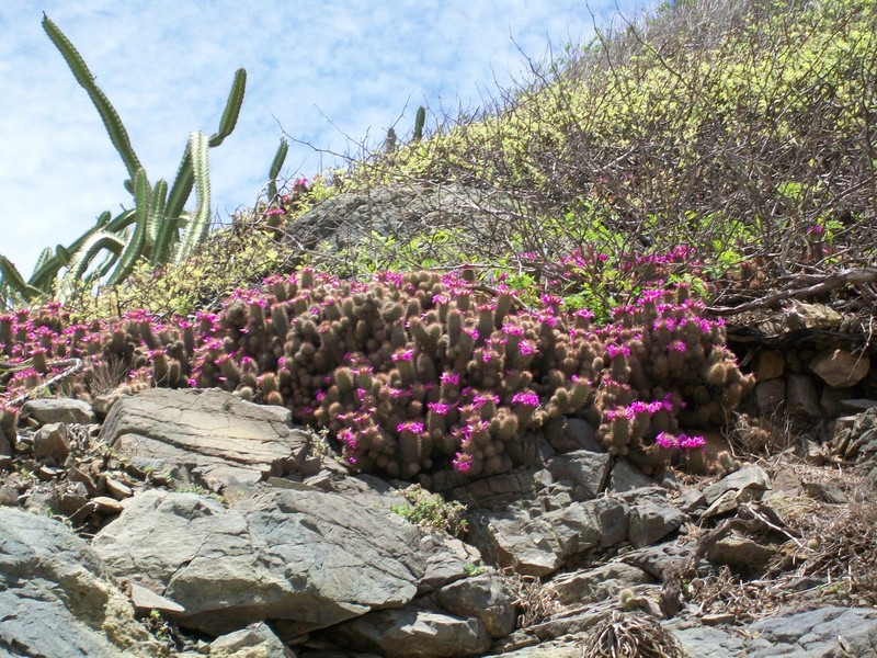 Cochemiea mazatlanensis