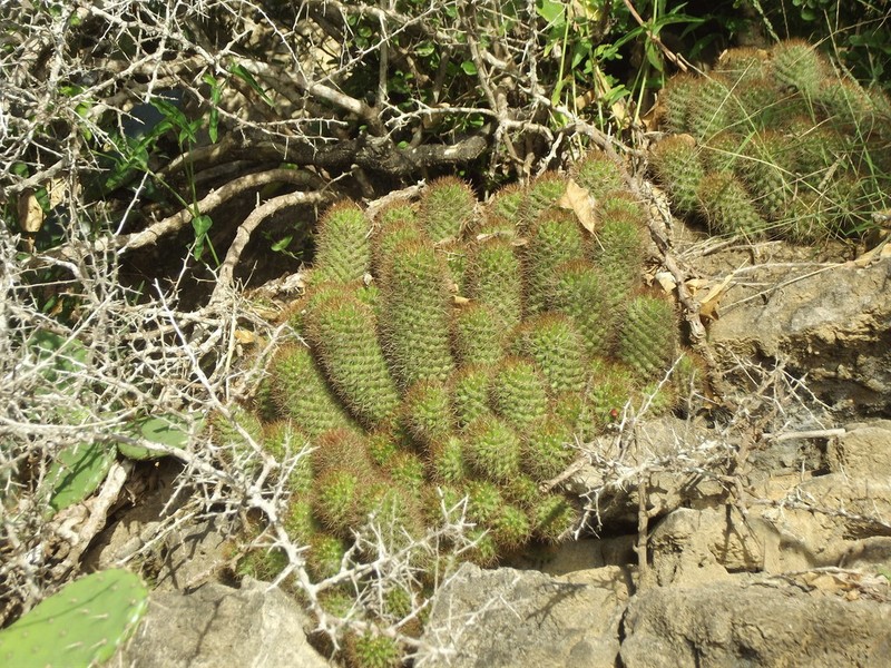 Cochemiea mazatlanensis photo 4