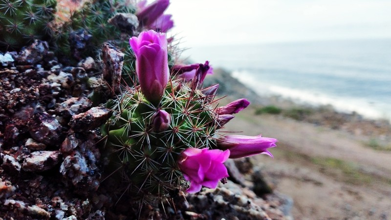 Cochemiea mazatlanensis photo 8