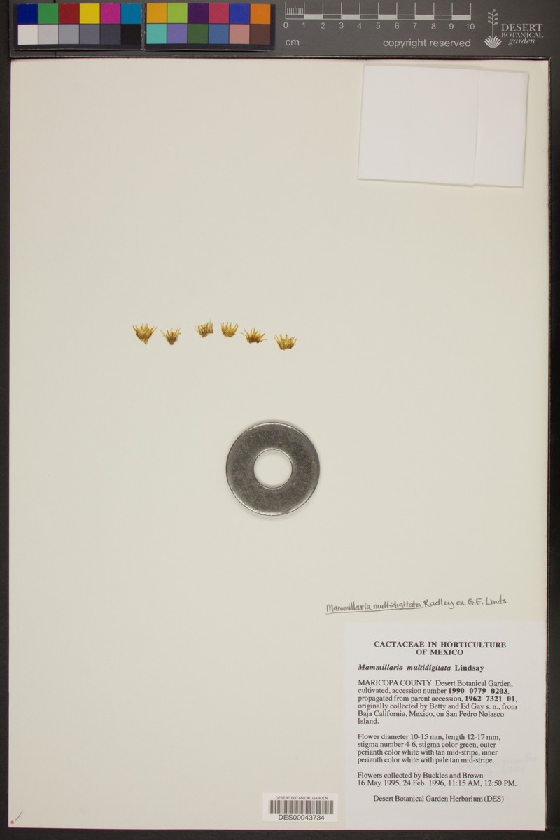 Cochemiea multidigitata photo 4
