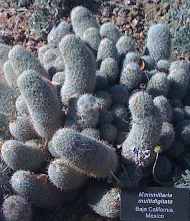 Cochemiea multidigitata photo 8