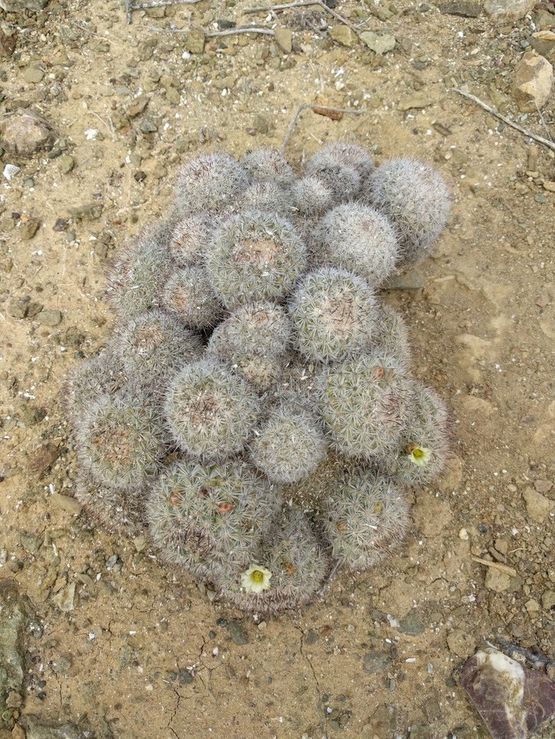 Cochemiea palmeri photo 4