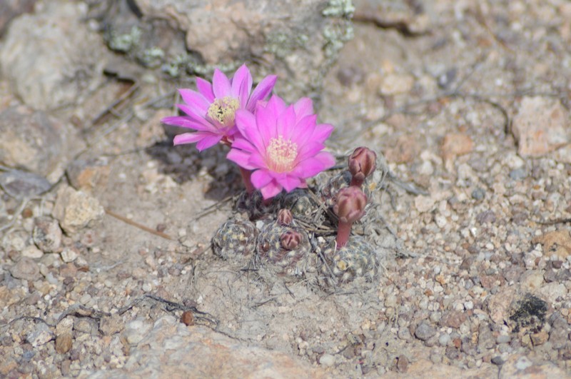 Cochemiea saboae subsp. saboae