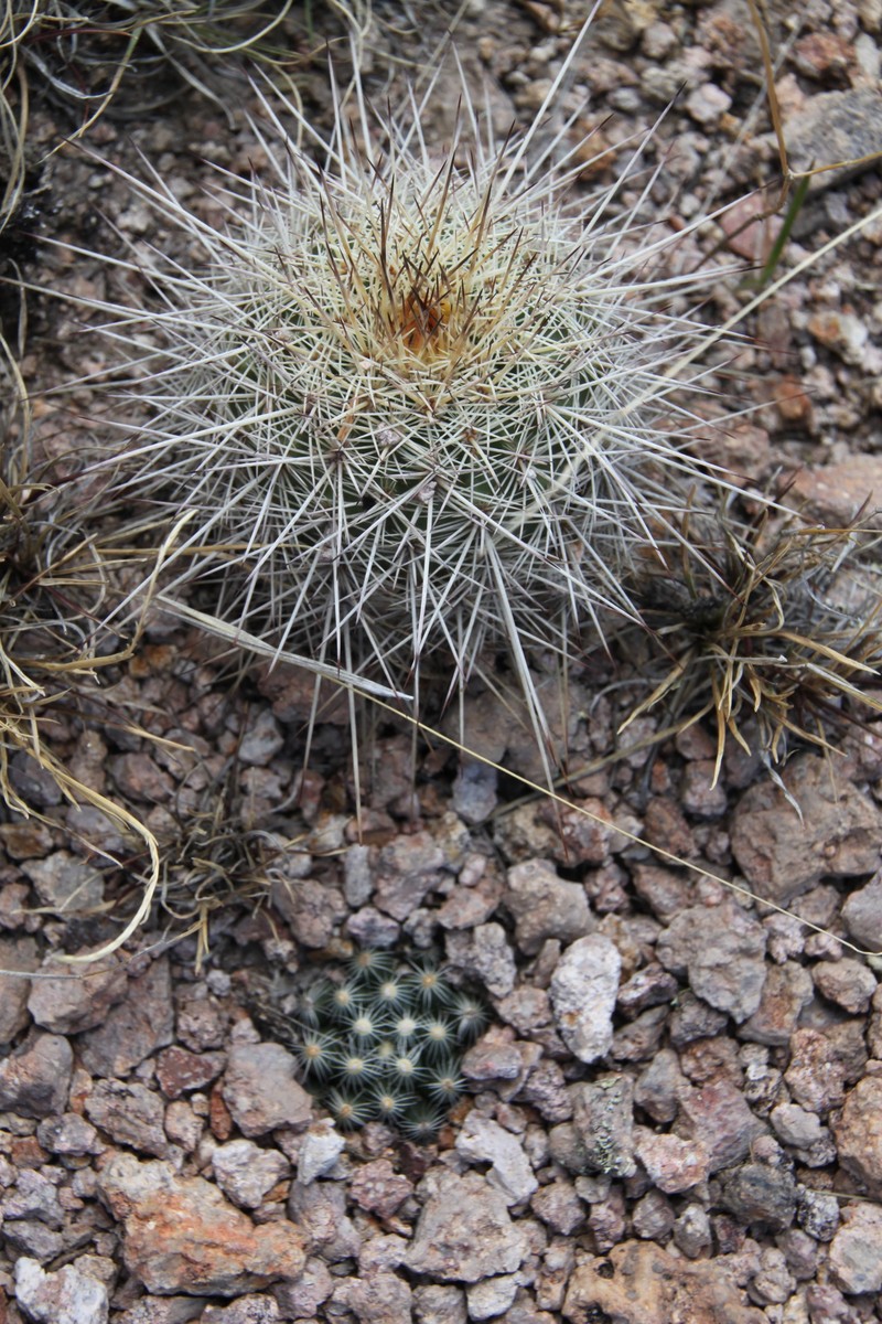 Cochemiea saboae subsp. saboae photo 2