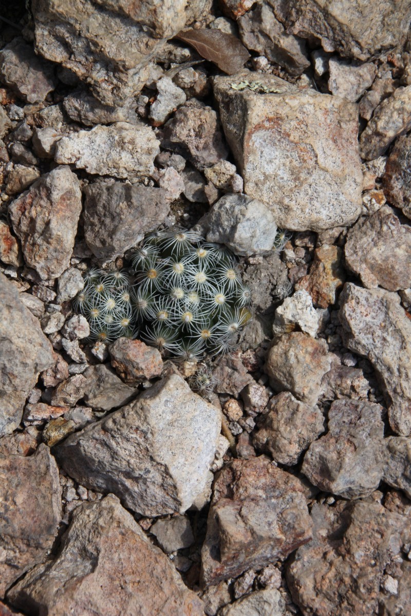 Cochemiea saboae subsp. saboae photo 3
