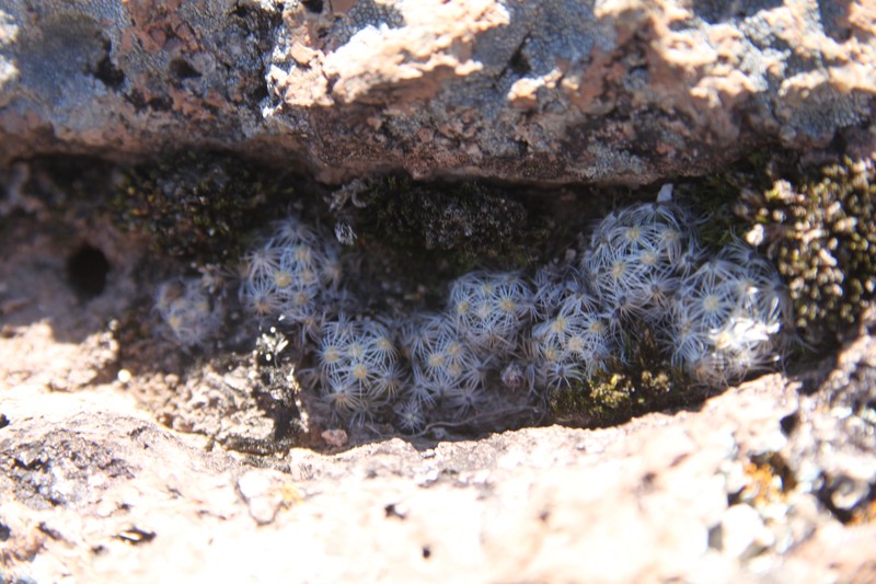 Cochemiea saboae subsp. saboae photo 4