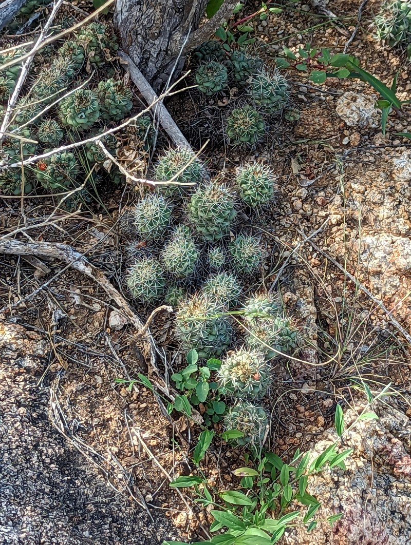 Cochemiea schumannii
