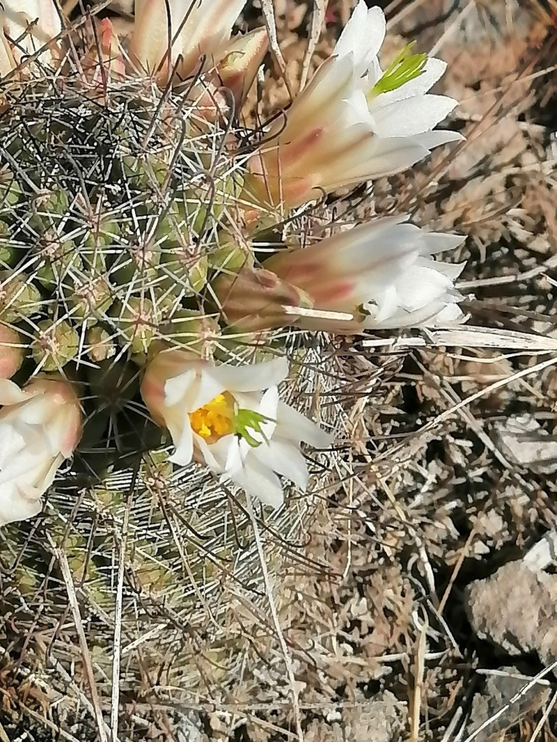 Cochemiea sheldonii photo 4