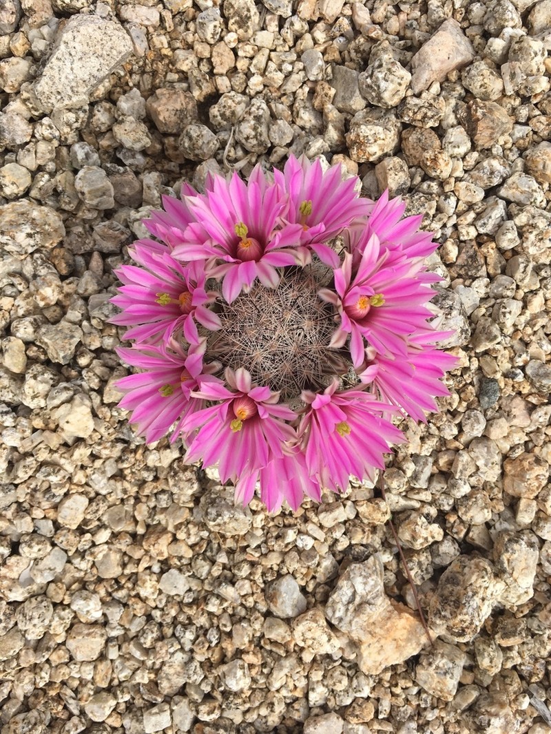 Common Fishhook Cactus
