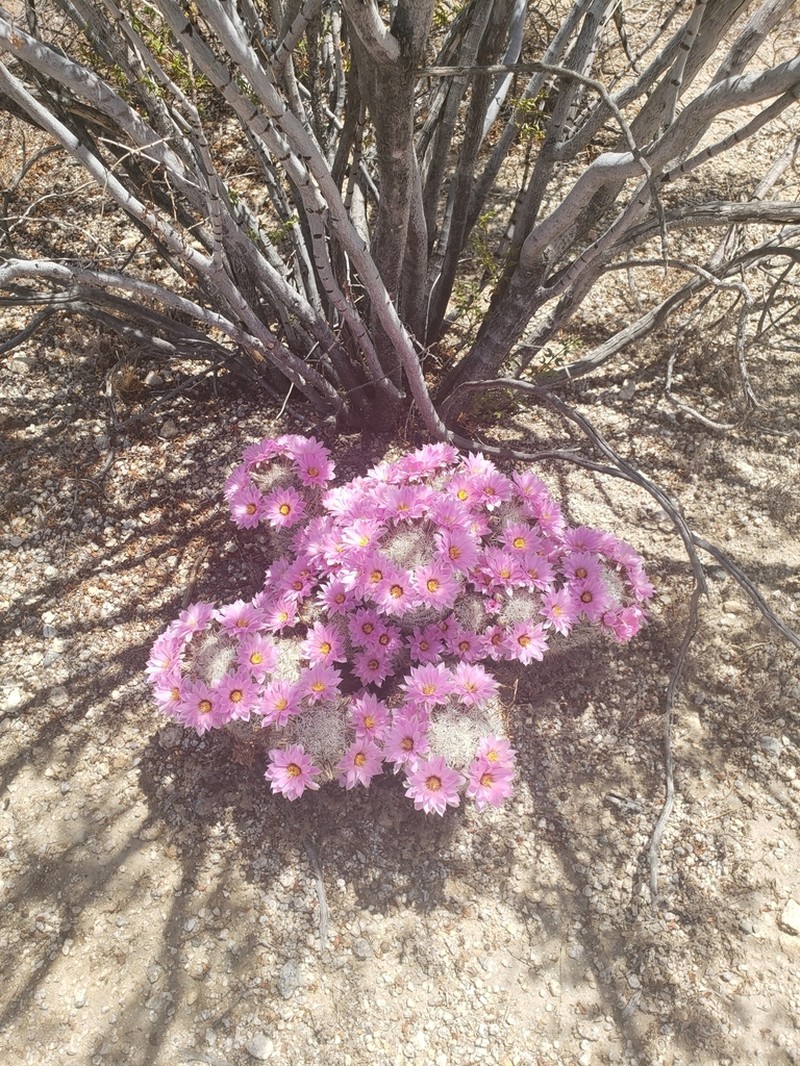 Common Fishhook Cactus photo 2