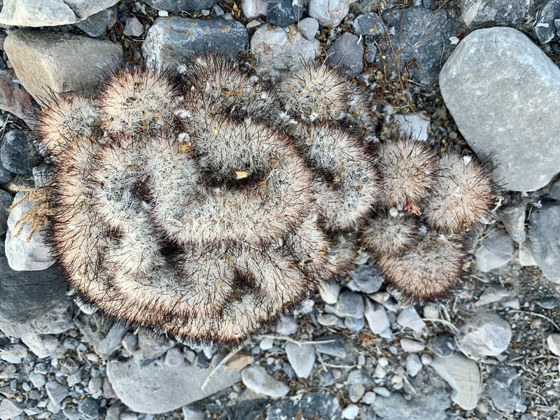 Common Fishhook Cactus photo 3