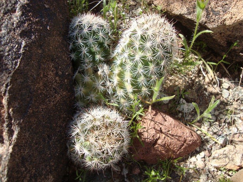 Common Fishhook Cactus photo 4
