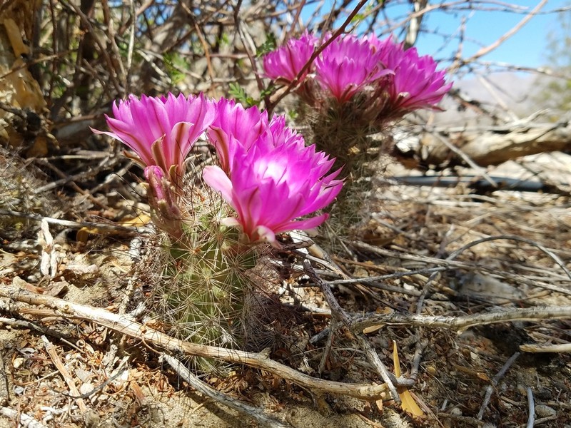Common Fishhook Cactus photo 5