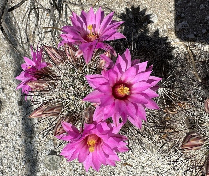 Common Fishhook Cactus photo 6