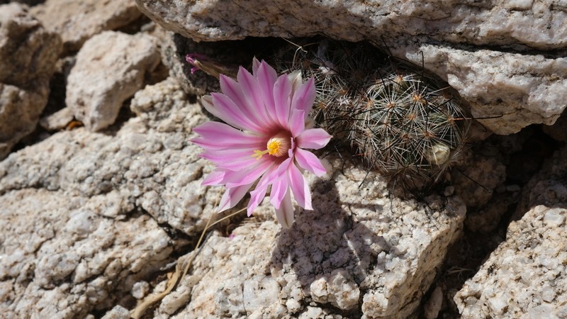 Common Fishhook Cactus photo 7
