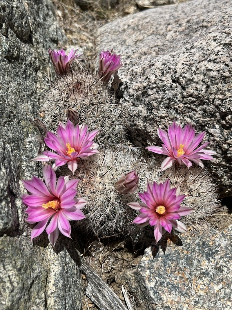 Common Fishhook Cactus photo 8