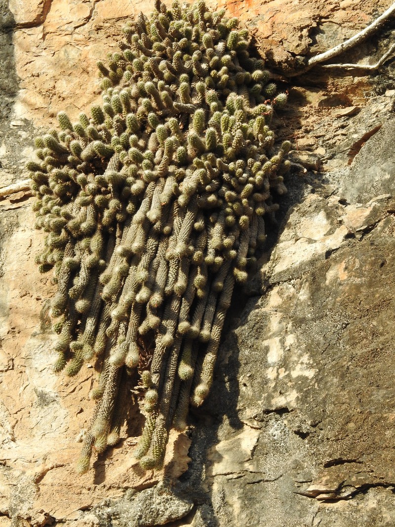 Cochemiea thomasii photo 2