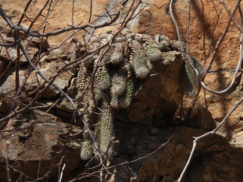 Cochemiea thomasii photo 3