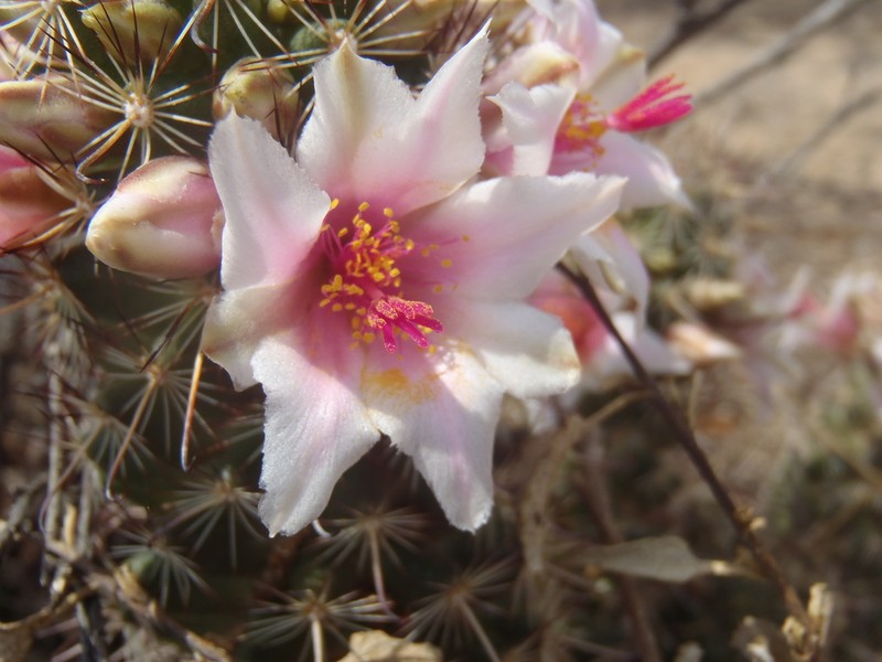 Thornber's Nipple Cactus